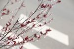 野花