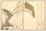 日本浮世绘 日本名画 浮世绘