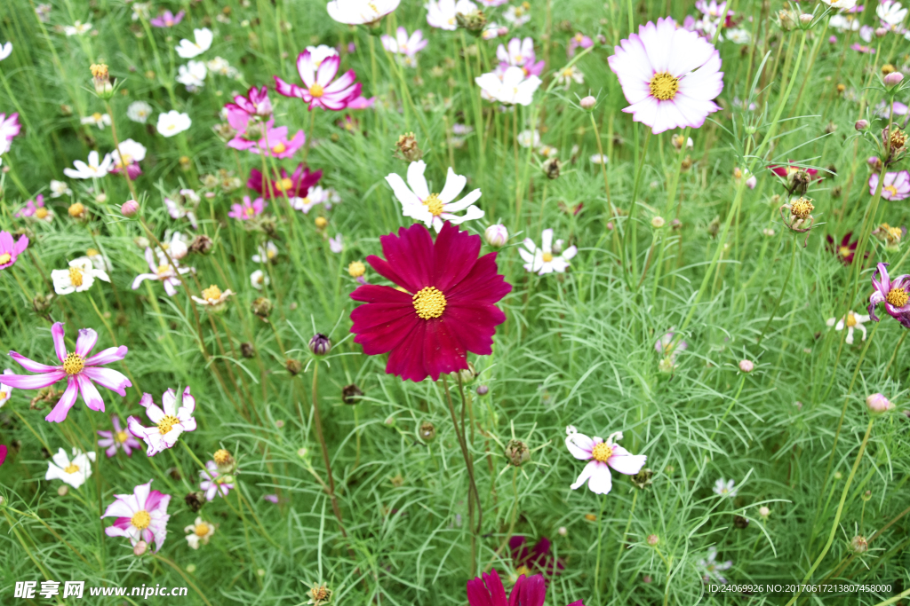 格桑花