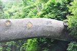 石桥