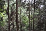 树林