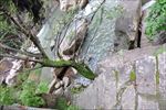 石中树