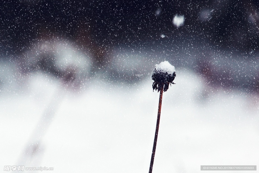 雪地蒲公英