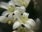 白色小花