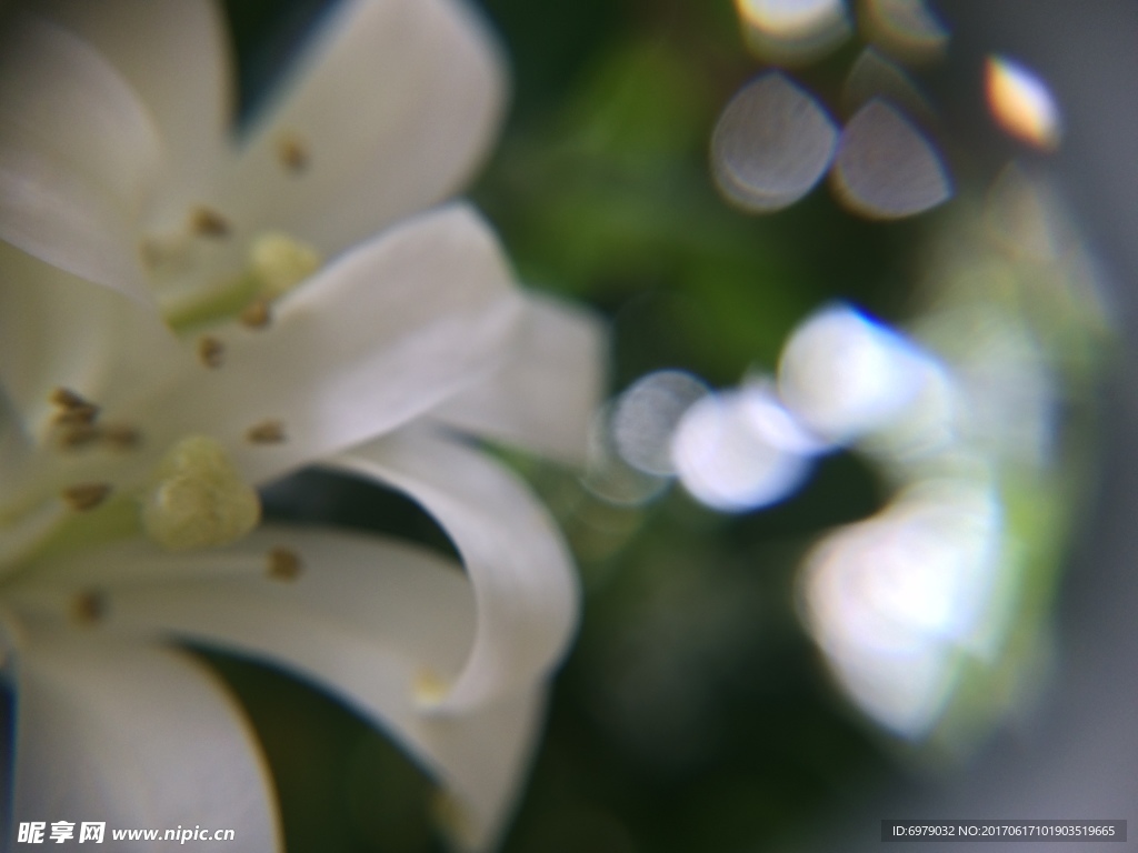 白色小花