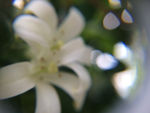 白色小花