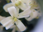 白色小花