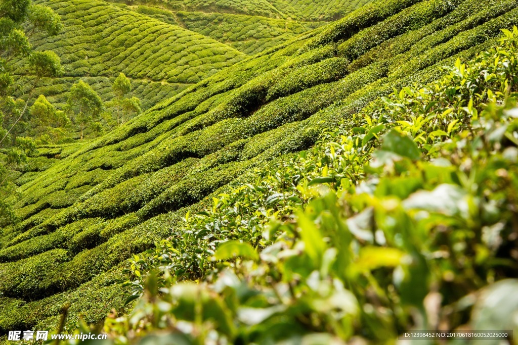 茶园