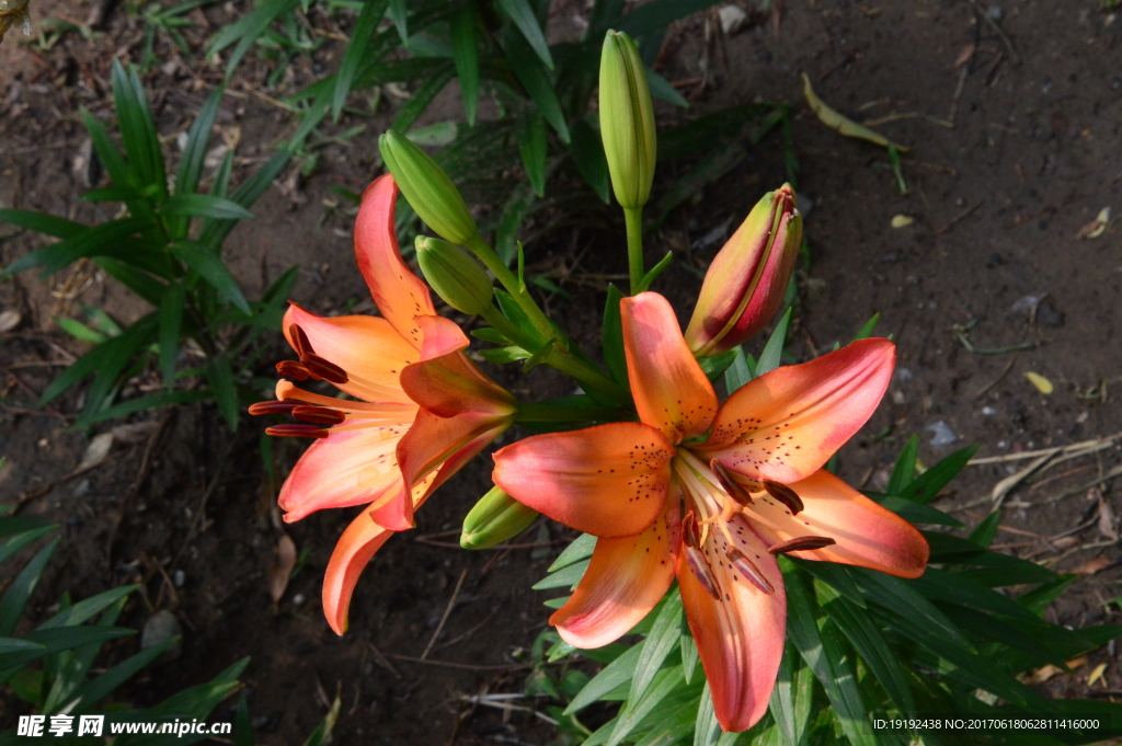 百合花