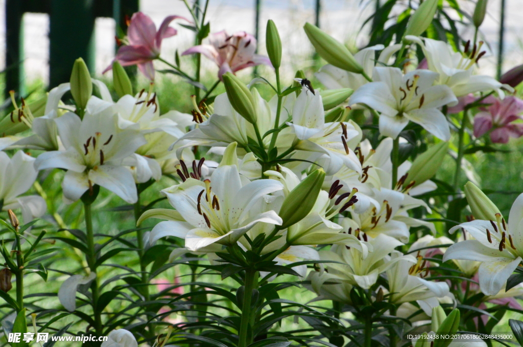 百合花