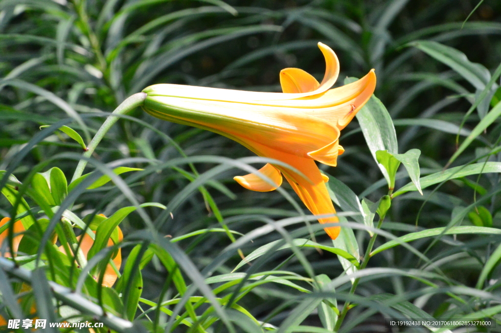 百合花