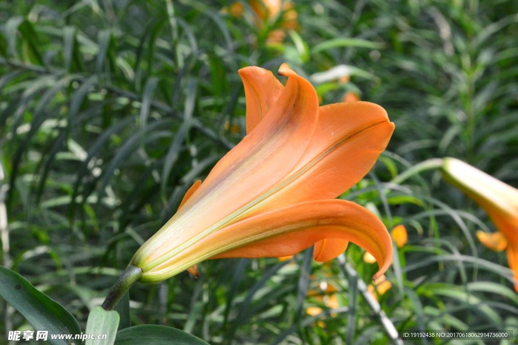 百合花