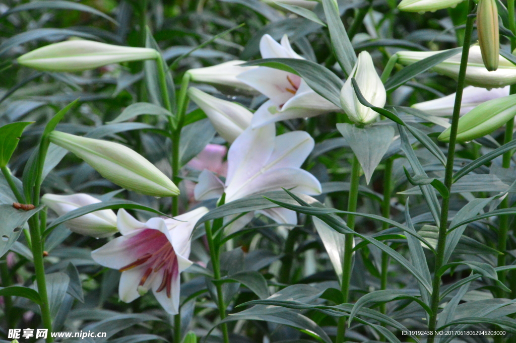 百合花