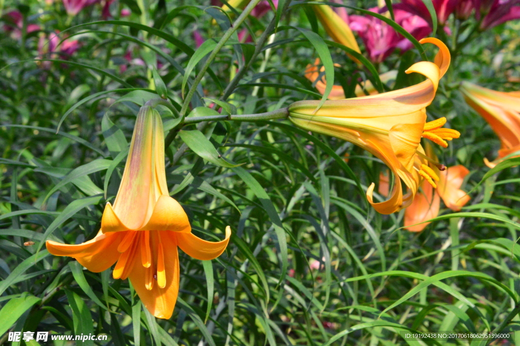 百合花