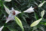 百合花