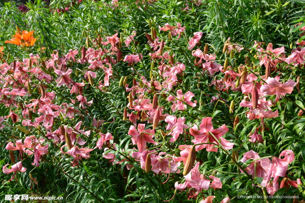 百合花