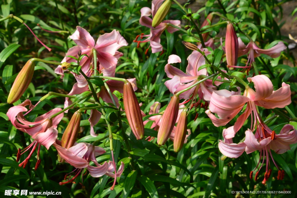 百合花