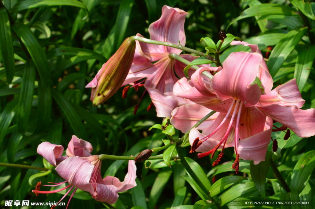 百合花