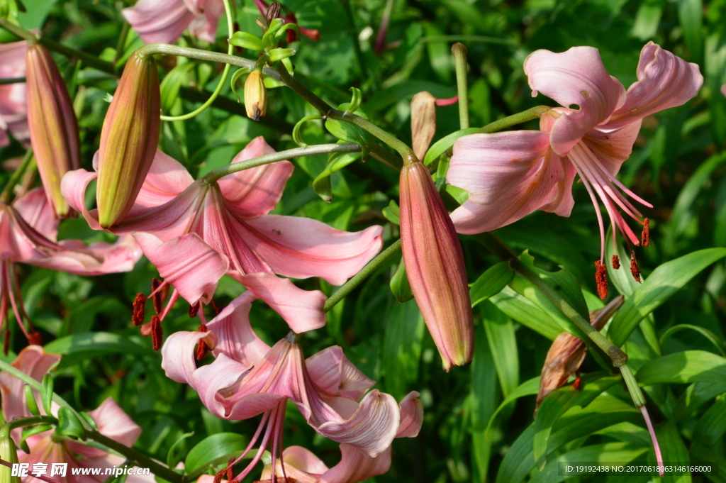 百合花
