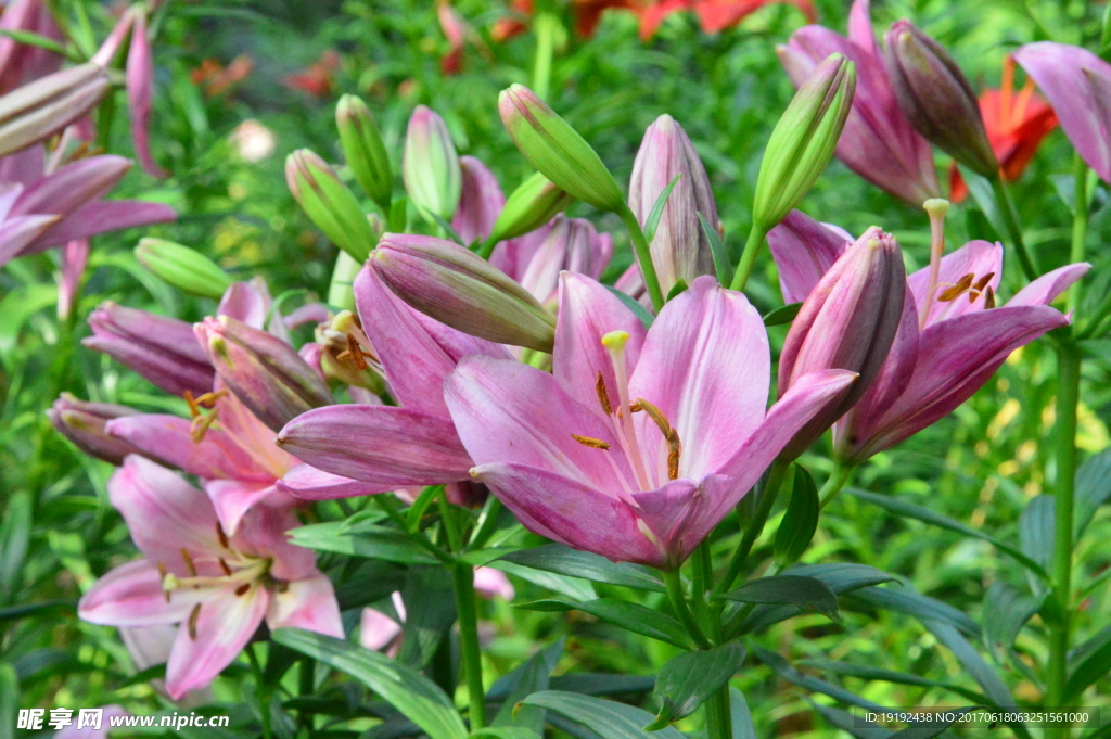 百合花
