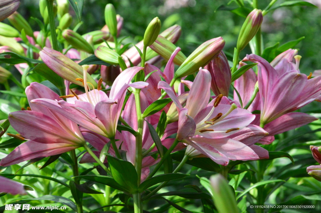 百合花