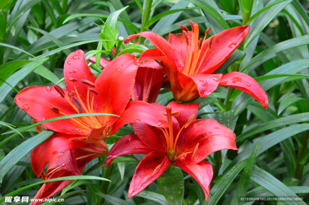 百合花