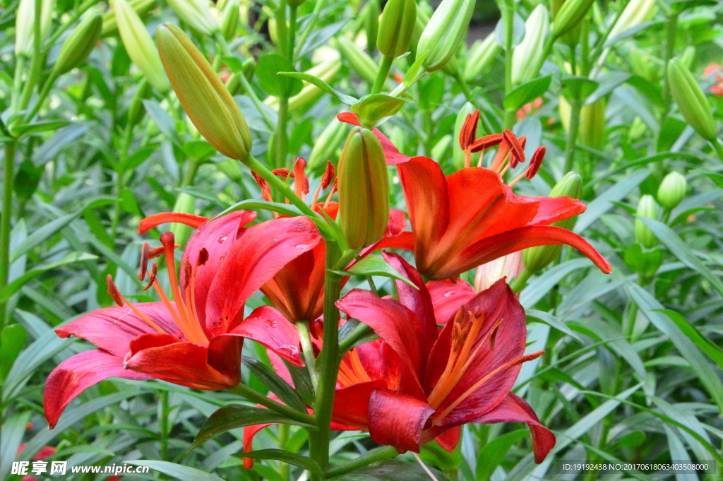 百合花