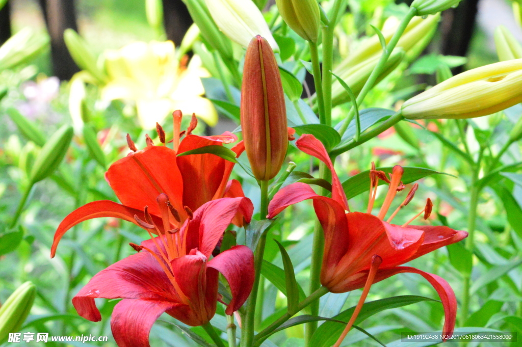 百合花