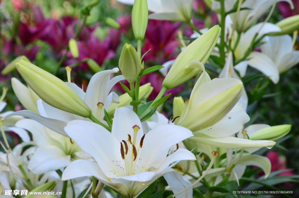 百合花