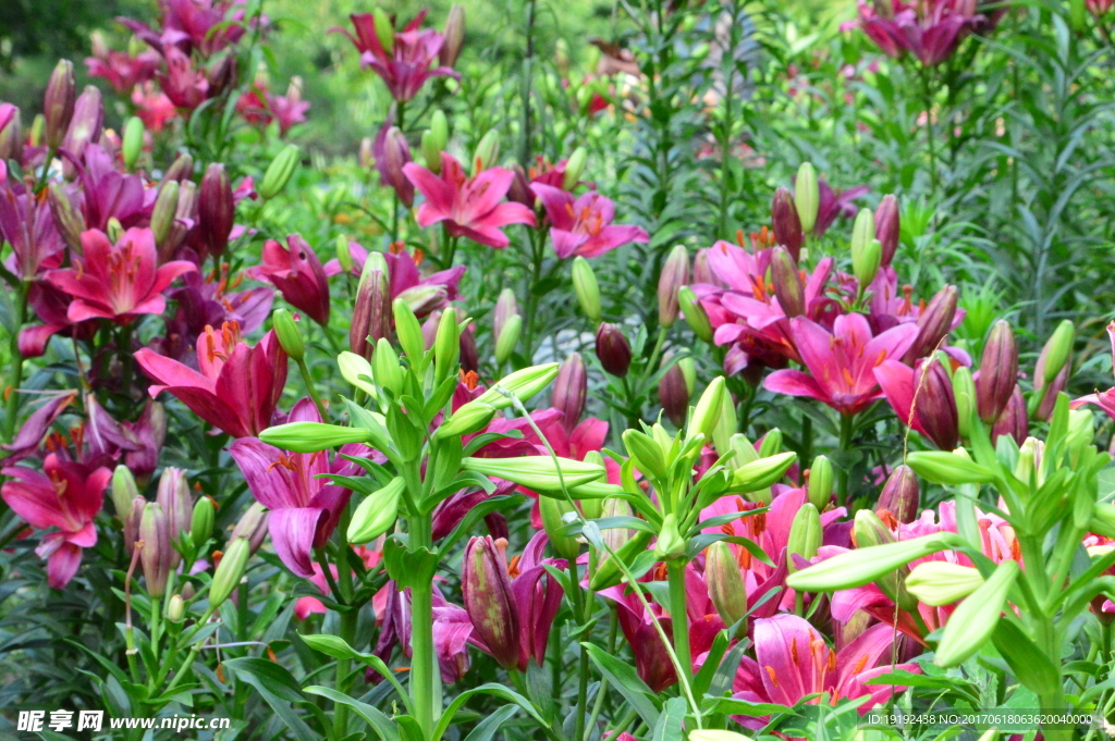 百合花