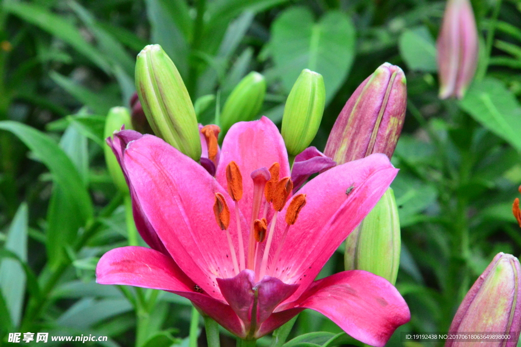 百合花