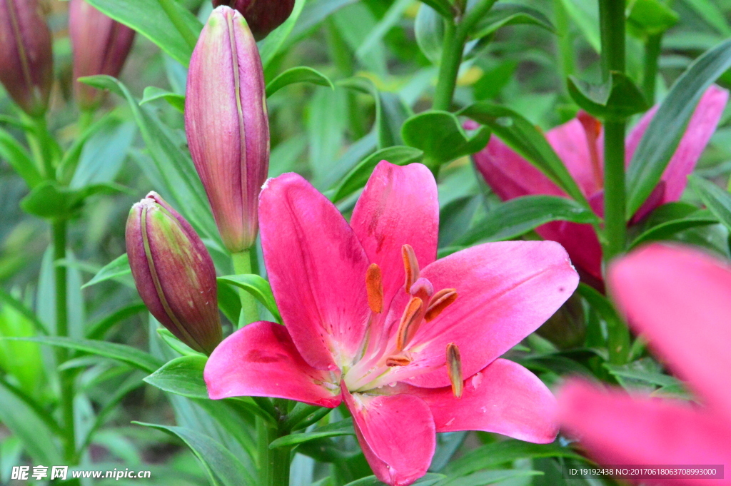 百合花