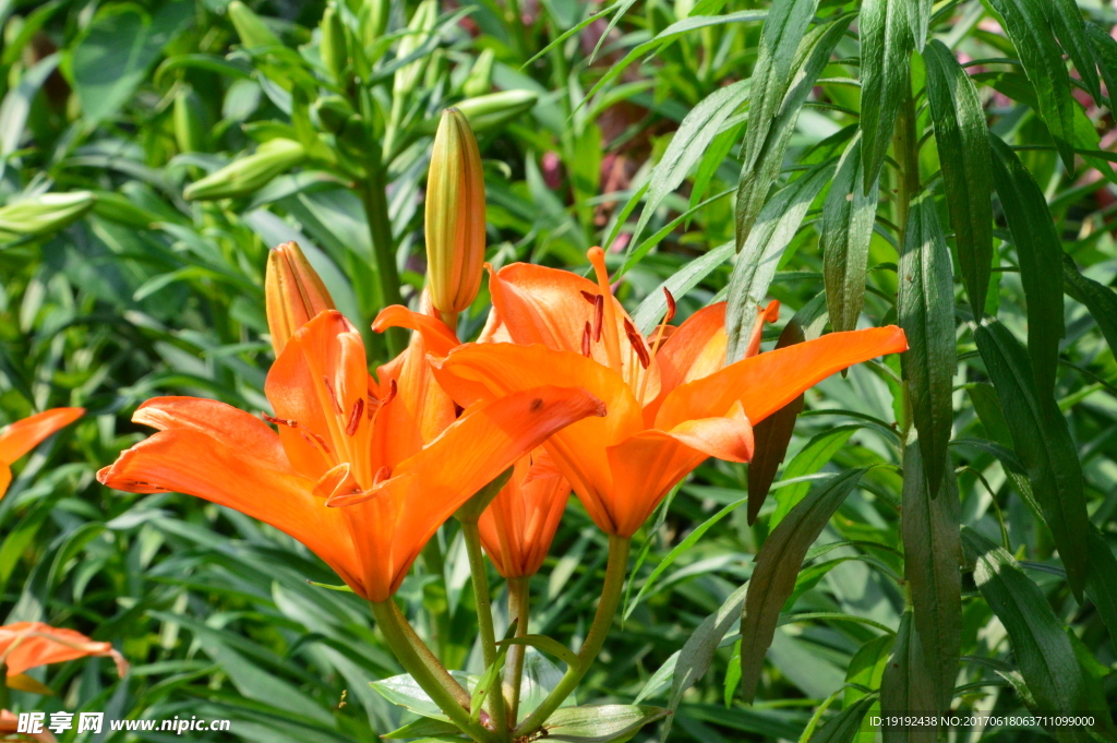百合花