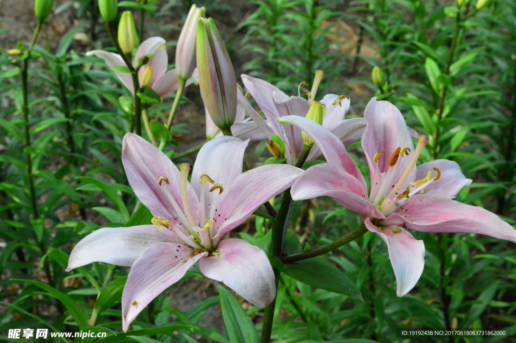 百合花