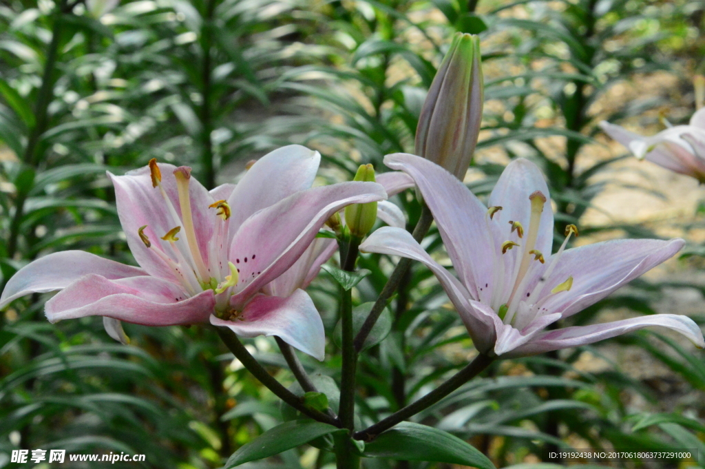 百合花