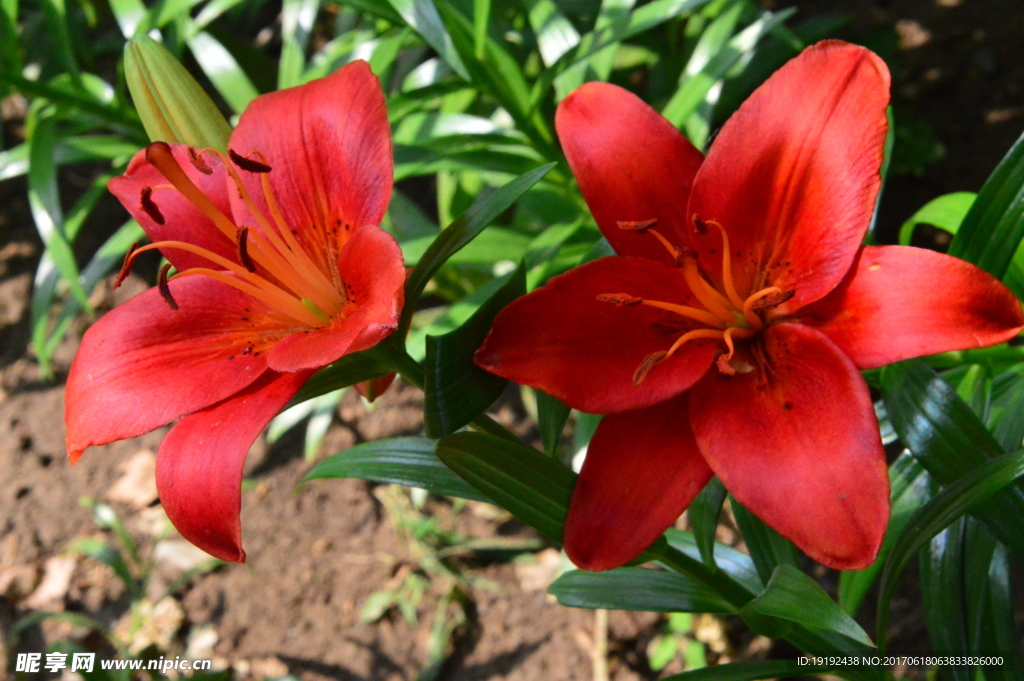 百合花