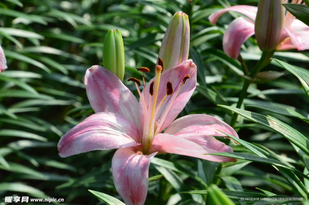 百合花