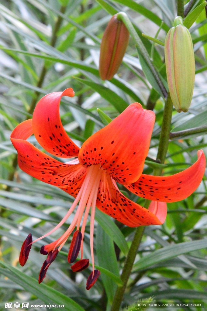百合花