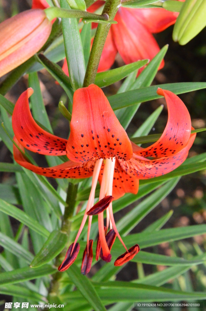 百合花