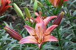 百合花
