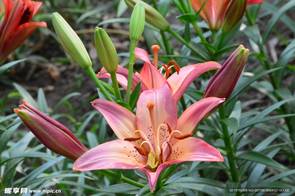 百合花