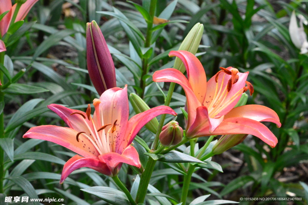 百合花