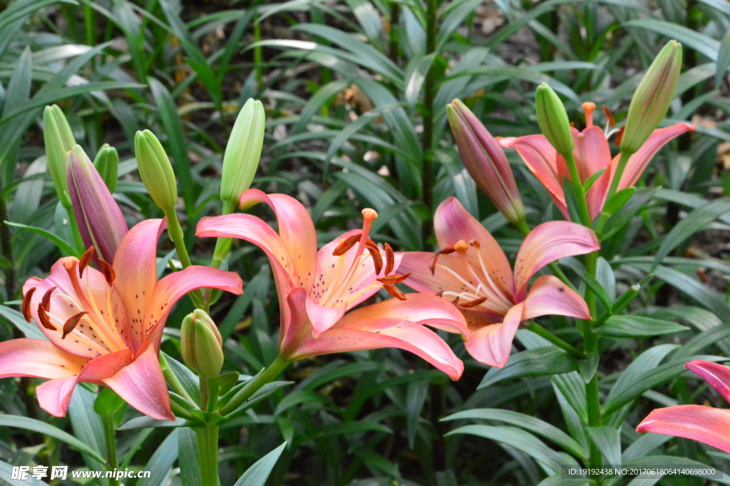 百合花