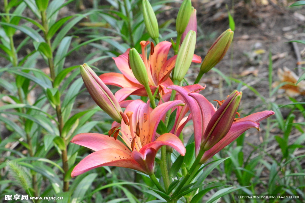 百合花