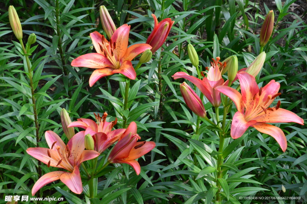 百合花