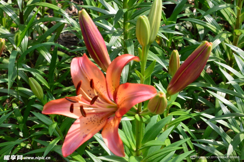 百合花