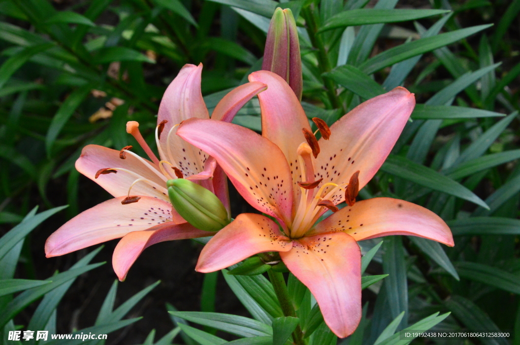 百合花