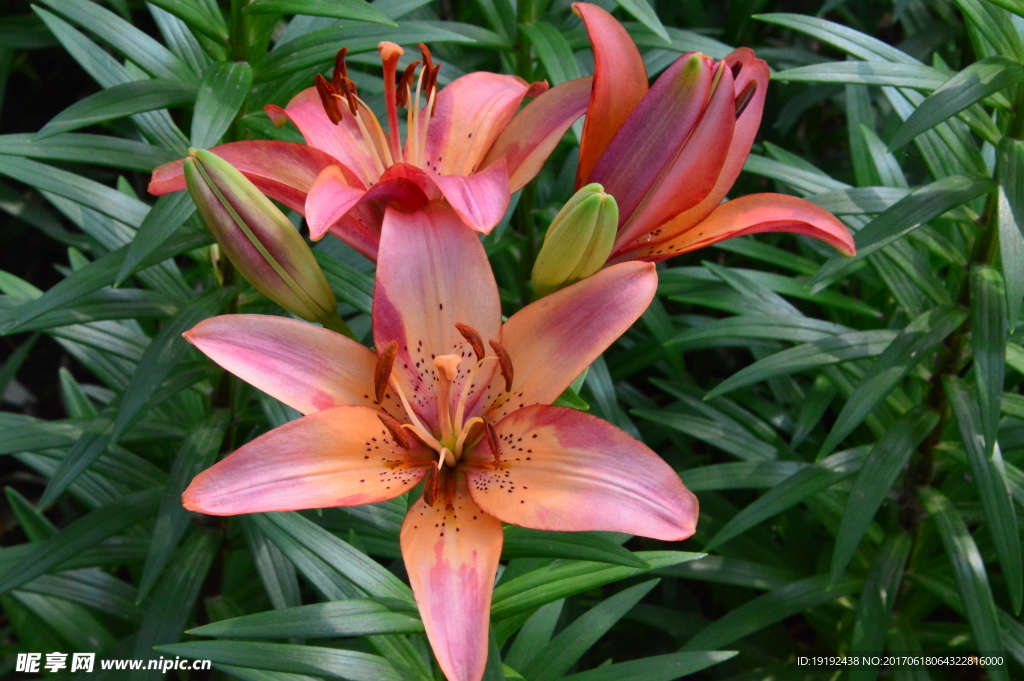 百合花