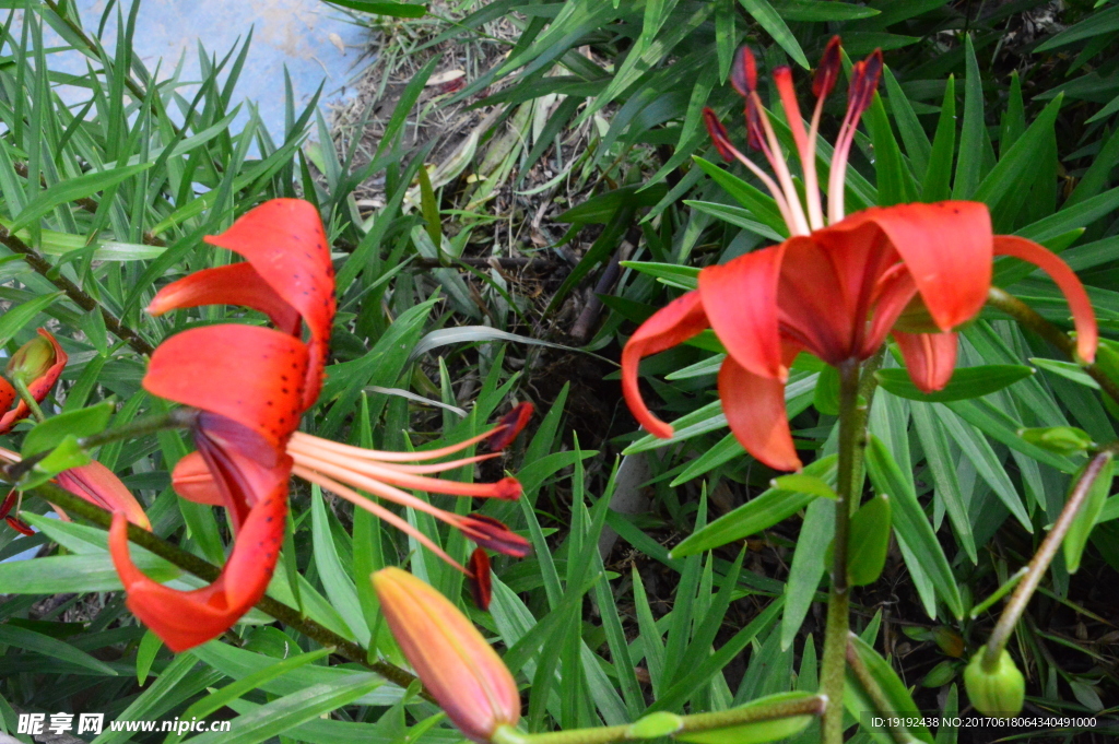 百合花