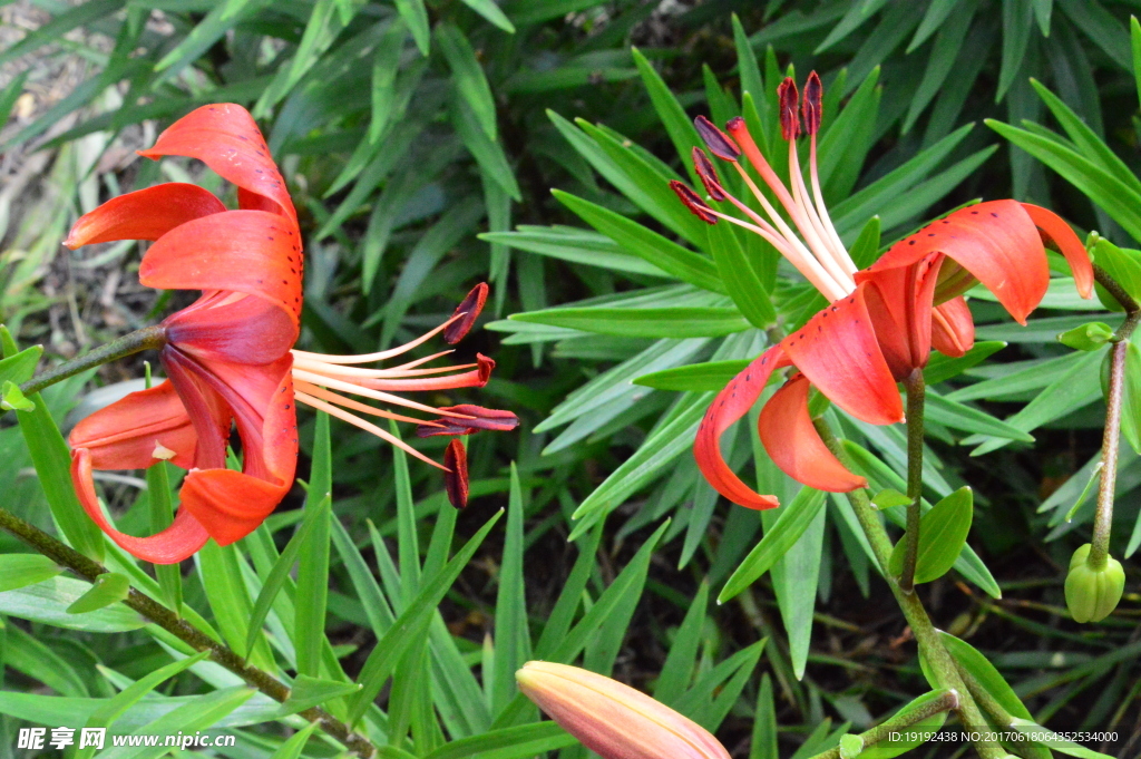 百合花
